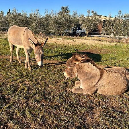 Agriturismo Il Puntoncino Марсилиана Екстериор снимка