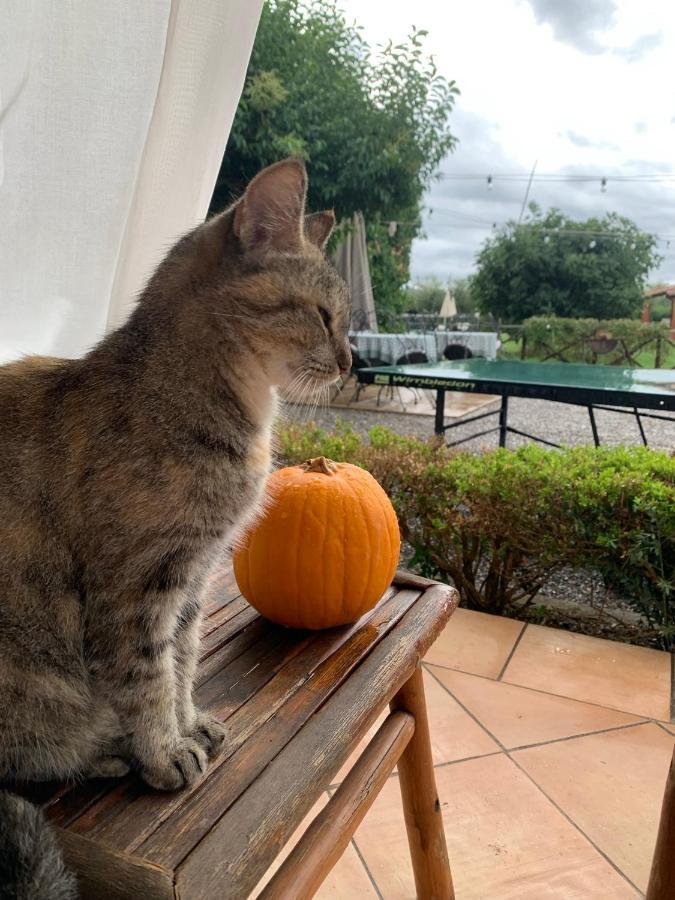 Agriturismo Il Puntoncino Марсилиана Екстериор снимка