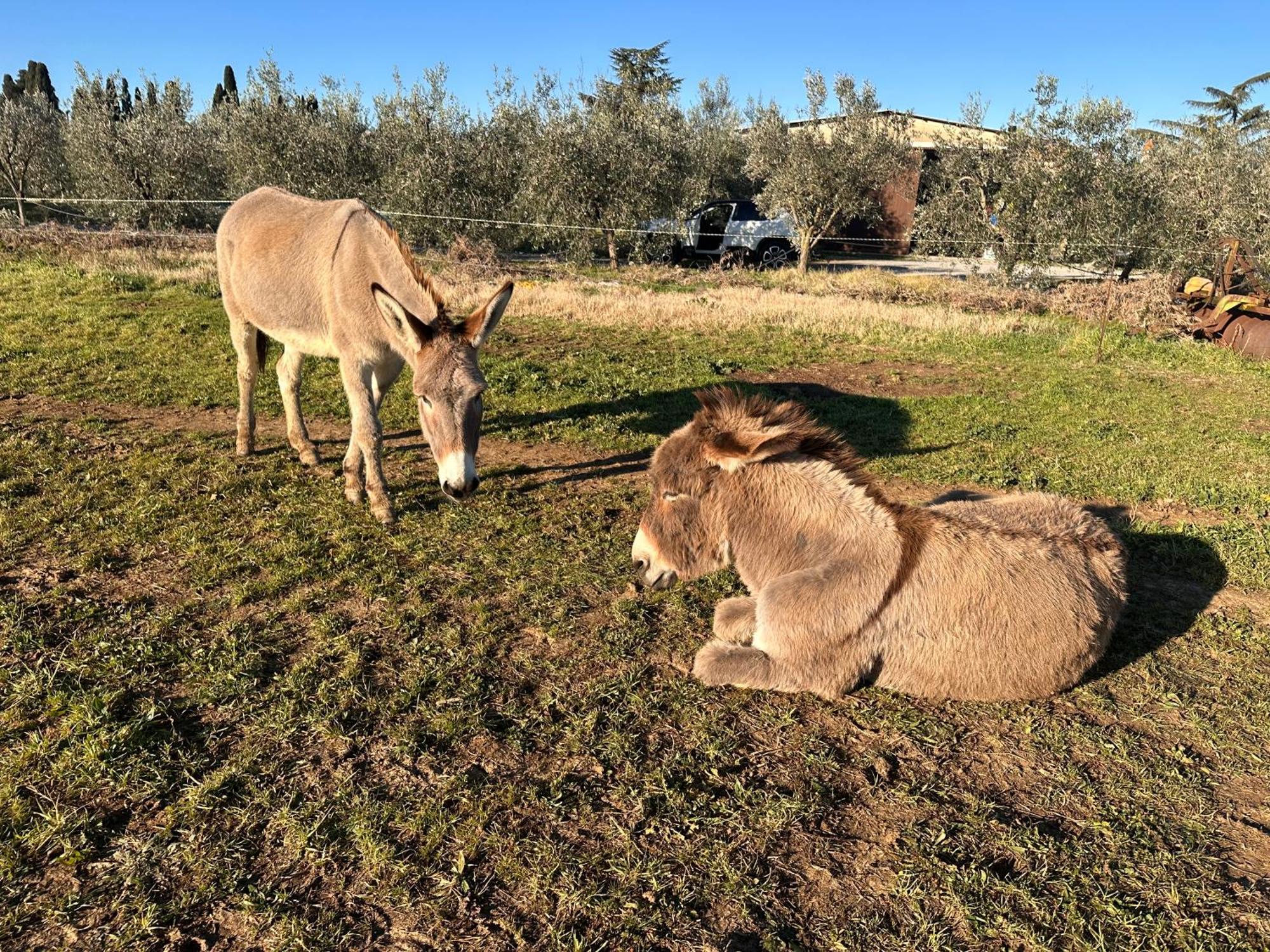 Agriturismo Il Puntoncino Марсилиана Екстериор снимка